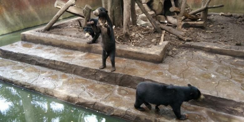 Soal kebun binatang Bandung, Menteri Siti segera beri keputusan