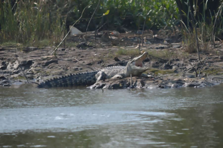 Nelayan diseret buaya di Aceh Singkil ditemukan tanpa kepala
