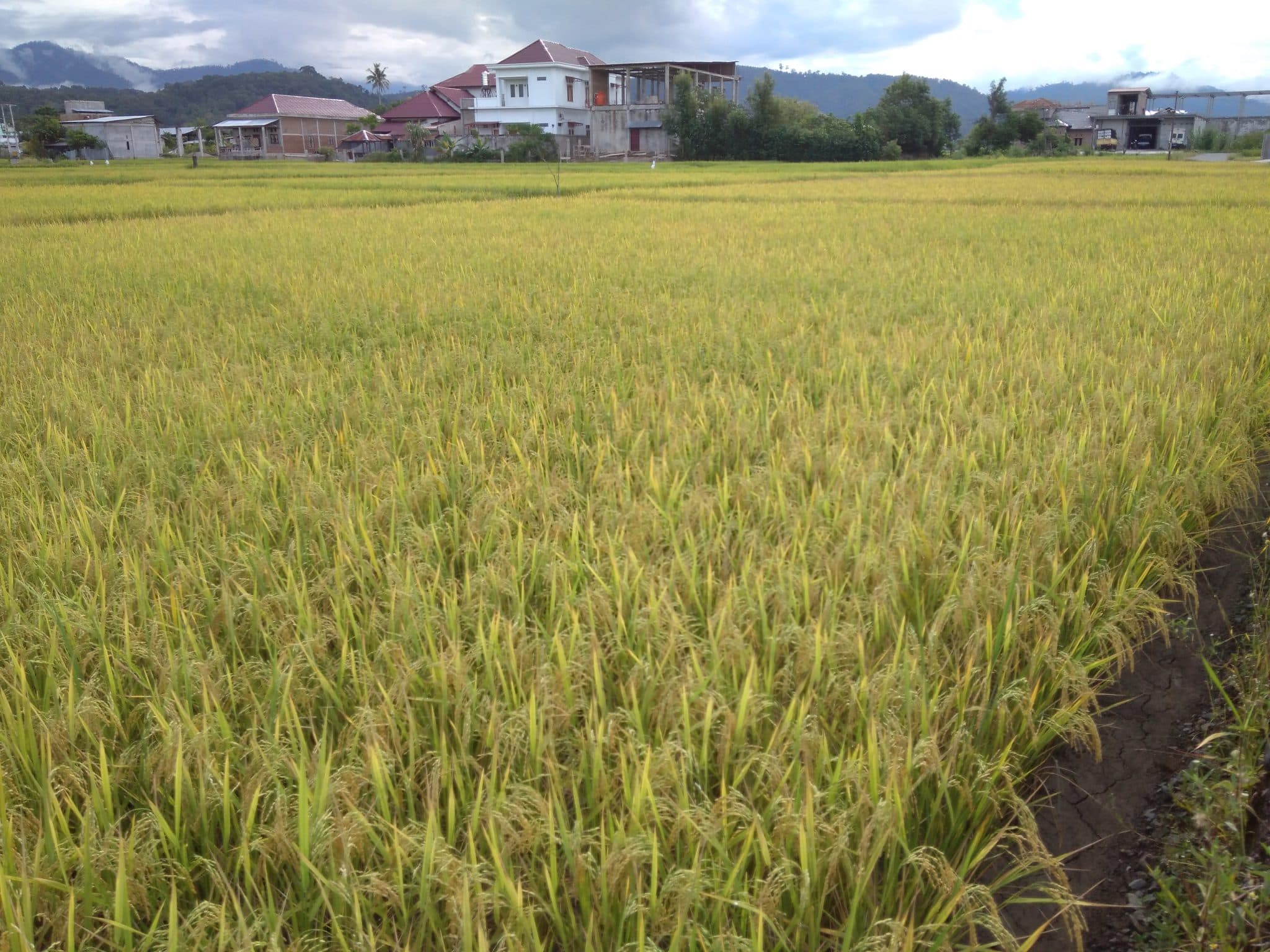 Bulog Blangpidie siap tampung gabah petani