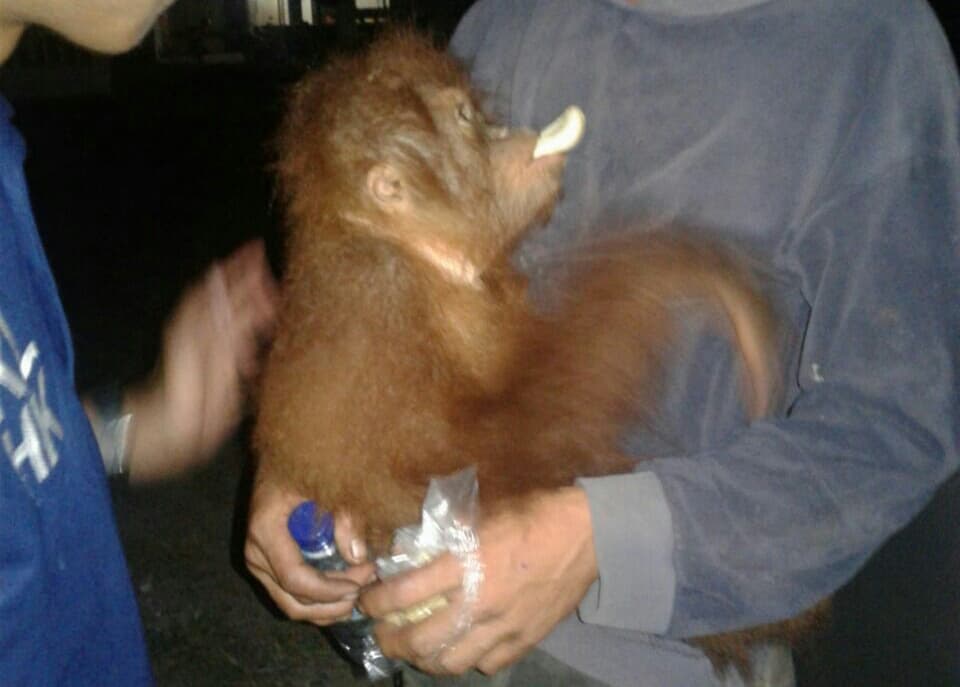 BKSA sita orangutan berperut buncit dari warga Aceh Tenggara