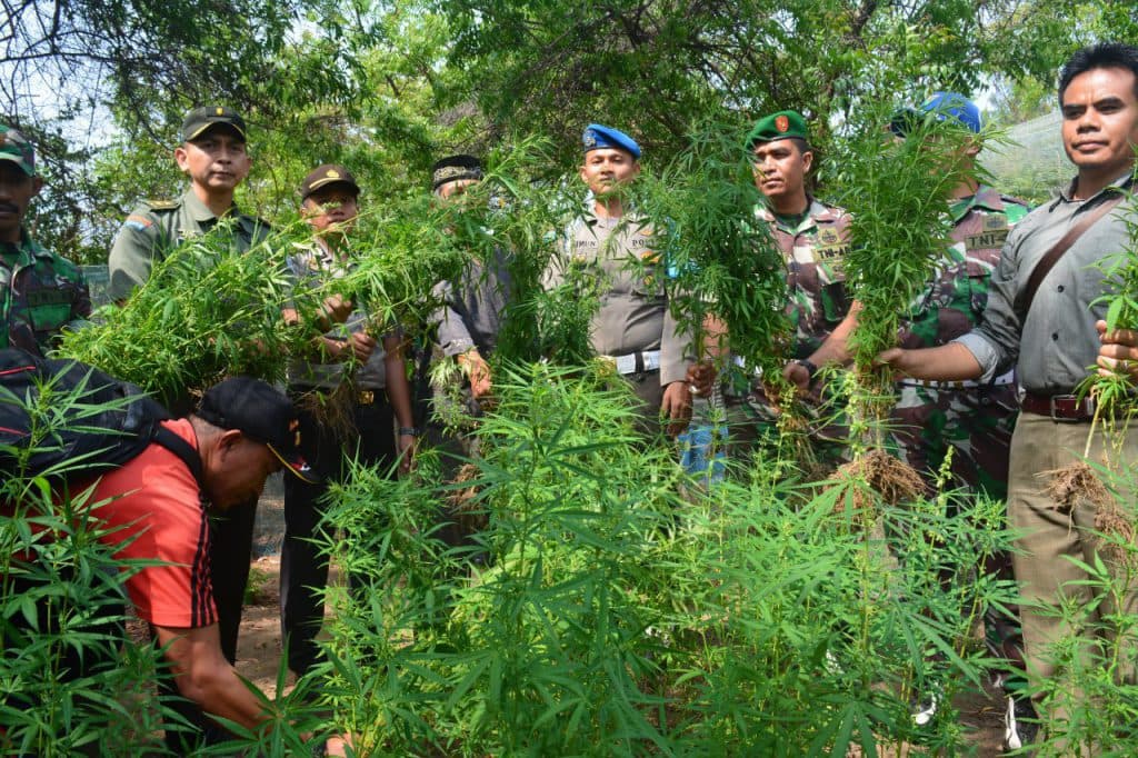 Aparat temukan alat hisap sabu campur ganja di kebun warga Banda Sakti