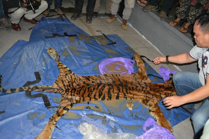 Satu Penjual Kulit Harimau di Aceh Tenggara Ditangkap