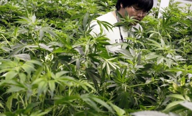 Penyakit Aneh Efek Penggunaan Ganja Meningkat di Amerika