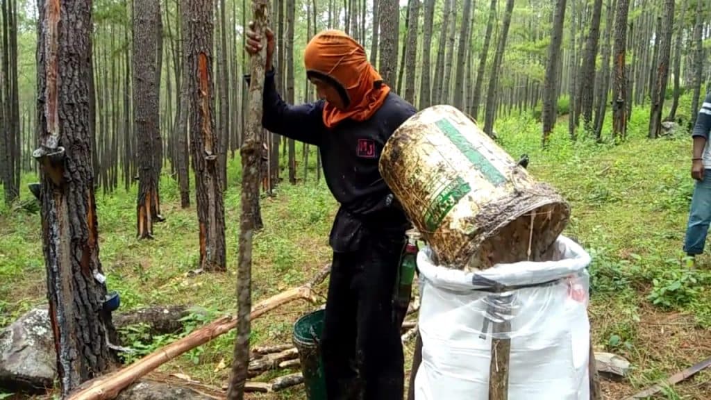 PT THL Hasilkan 300 Ton Getah Pinus Perbulan