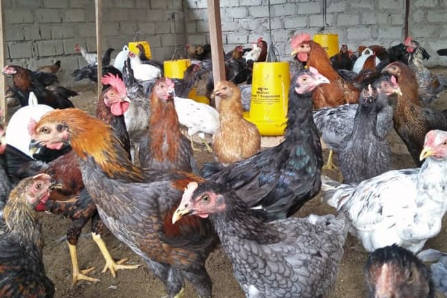 Kejari Abdya Diminta Usut Pengadaan Ayam KUB