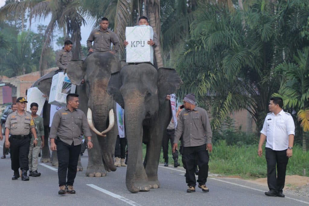 3 Ekor Gajah di Aceh Selatan Semarakkan Pemilu