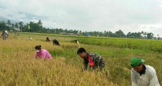 Meski Puasa, Babinsa Lawe Sumur Tetap Dampingi Petani Panen Padi