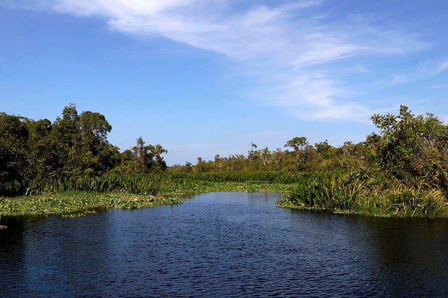 HakA Catat Luas Tutupan Hutan di Rawa Singkil Berkurang 258 Hektare