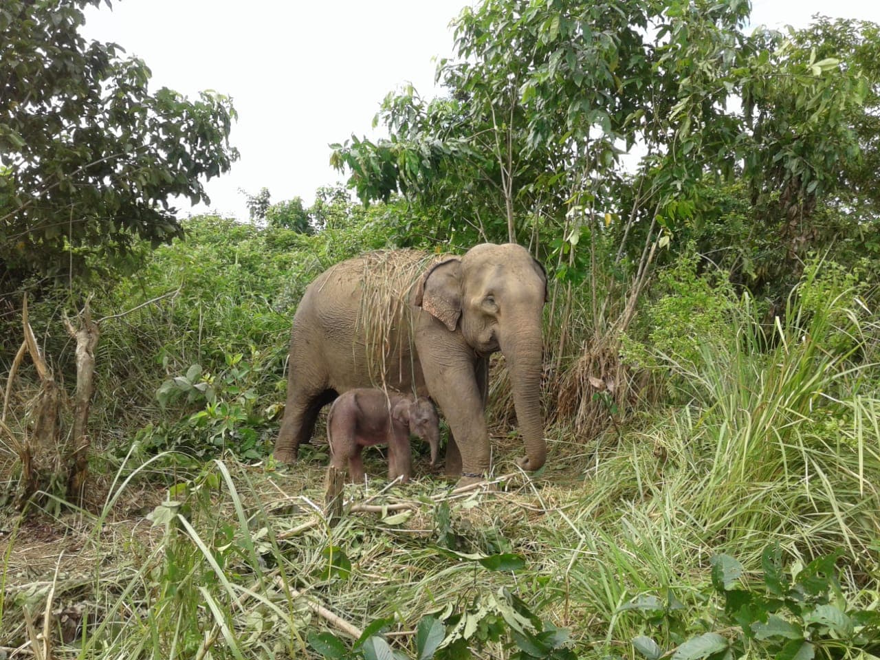 Warganet Diminta Pilih Dua Nama Bayi Gajah yang Baru Lahir: Cut Nyak atau Boni?