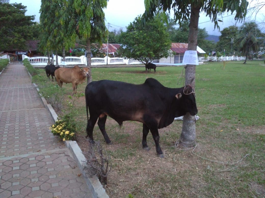 Jelang Idul Adha, Persediaan Daging Kurban di Aceh Aman