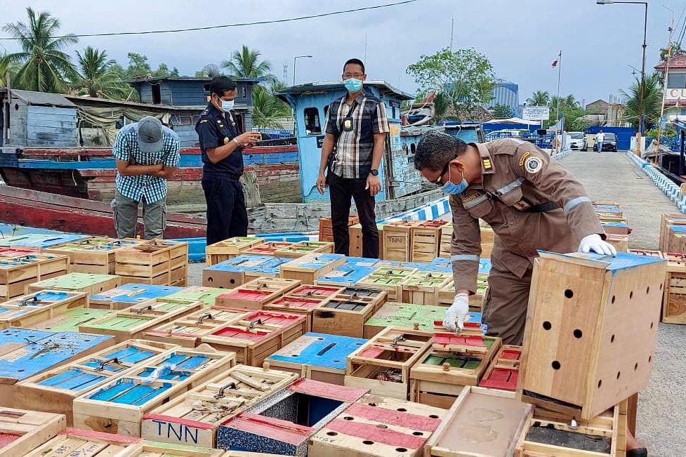 Penyelundupan Unggas Asal Thailand Senilai Rp 8 Miliar di Aceh Tamiang Digagalkan