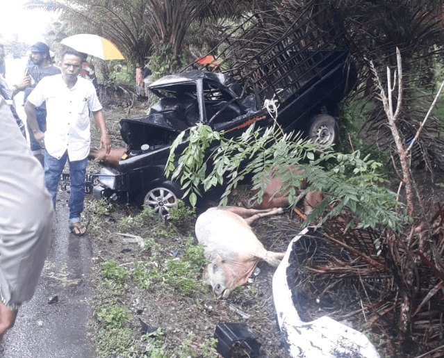 Laka Lantas di Aceh Jaya, 3 Sapi Kurban Mati Ditempat