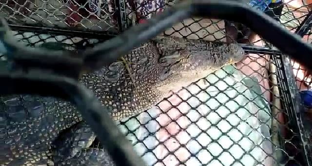 Buaya Yang Resahkan Warga Pulau Banyak Barat Akhirnya Masuk Perangkap BKSDA