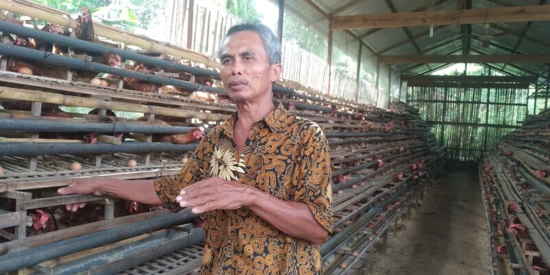 Usaha Ayam Petelur di Aceh Singkil, Tetap Untung Saat Pandemi Covid-19