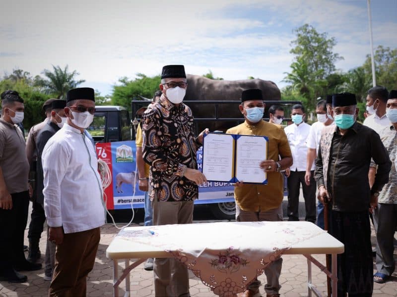 Sapi Kurban Presiden Jokowi Seberat 1 Ton Disembelih di Aceh Besar