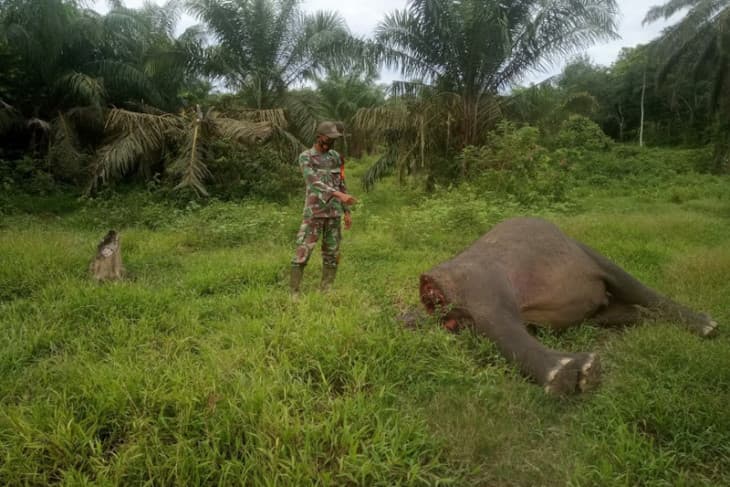 Pemenggal Kepala Gajah di Aceh Timur Divonis 3,6 Tahun Penjara