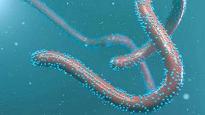 Mengenal Penyebab dan Gejala Virus Marburg yang Mematikan