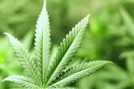 Thailand Izinkan Warga Menanam Ganja