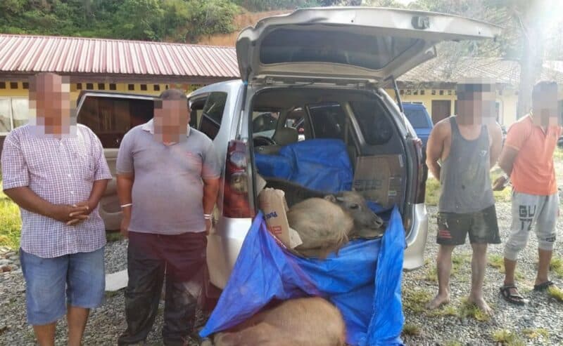 Delapan Sindikat Pencuri Ternak Ditangkap Sat Res Abdya