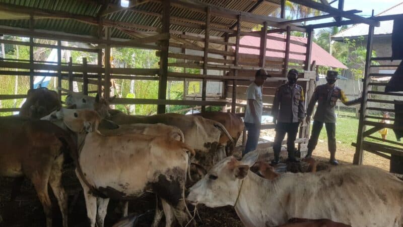 Jumlah Hewan Ternak Terinfeksi PMK di Aceh Makin Berkurang