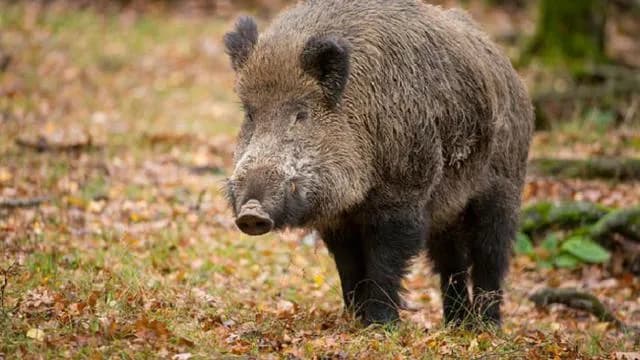 Babi Hutan Seruduk Siswa dan Guru di Bener Meriah