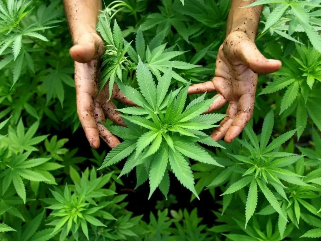 Maroko Negara Muslim Pertama Buka Lab Ganja Untuk Medis dan Makanan