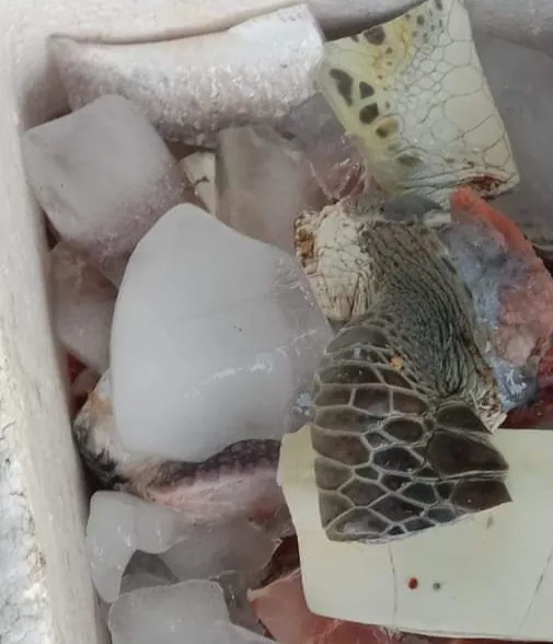 Polres Aceh Singkil Pastikan Usut Tuntas Penyelundup Penyu di Pulau Banyak