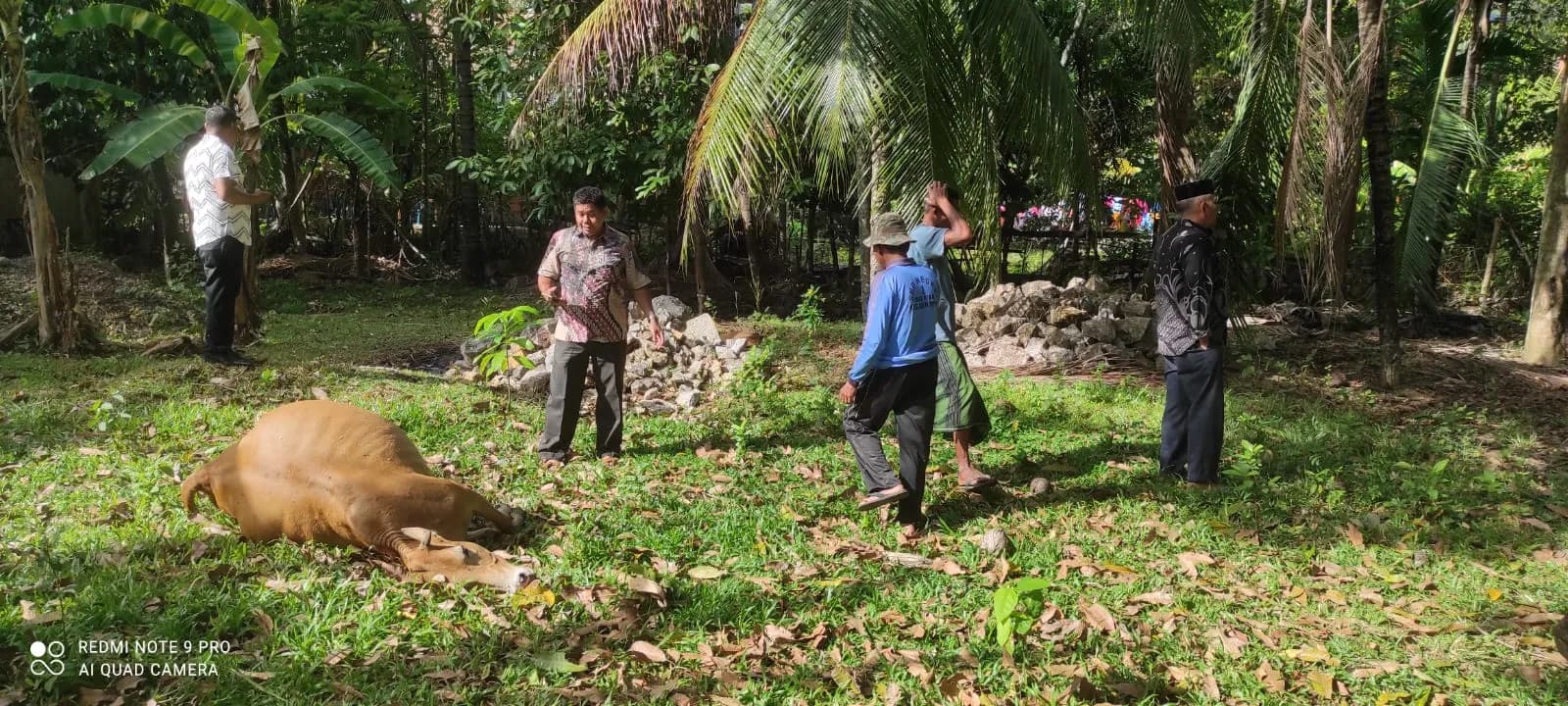 Tiga Lembu Warga di Aceh Besar Tewas Diracun Pencuri Ternak