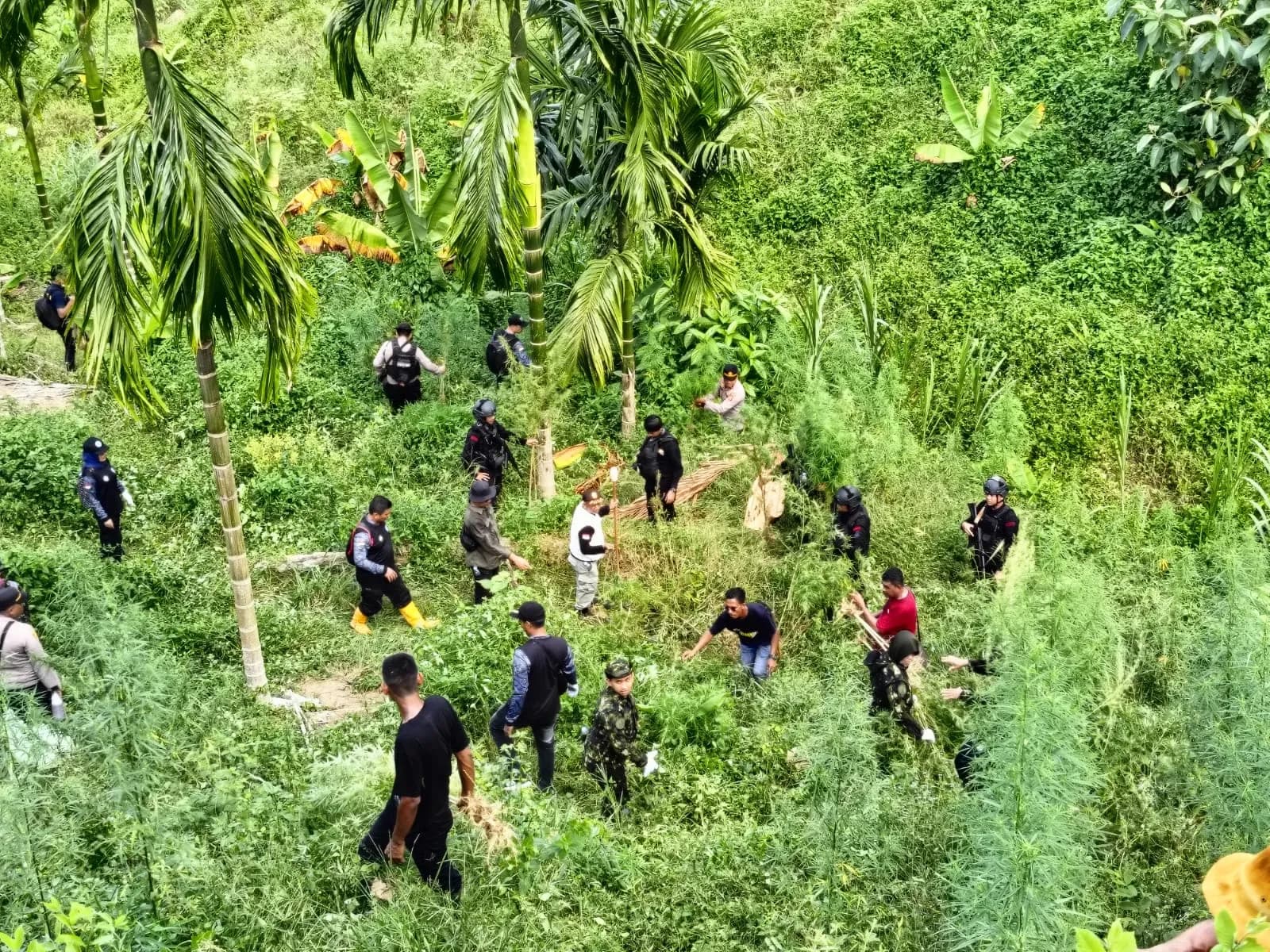 40 Ribu Batang Ganja di Aceh Utara Dimusnahkan