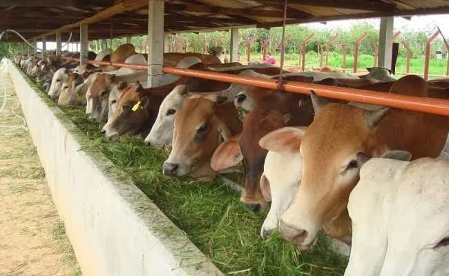 Jaksa Tetapkan 3 Tersangka Kasus Korupsi Pengadaan Sapi di Aceh Tenggara