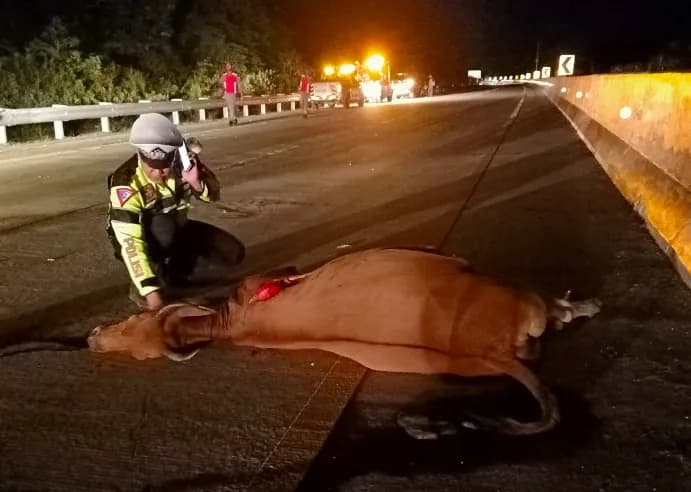 2 Pengendara Tabrak Lembu di Jalan Tol Sibanceh