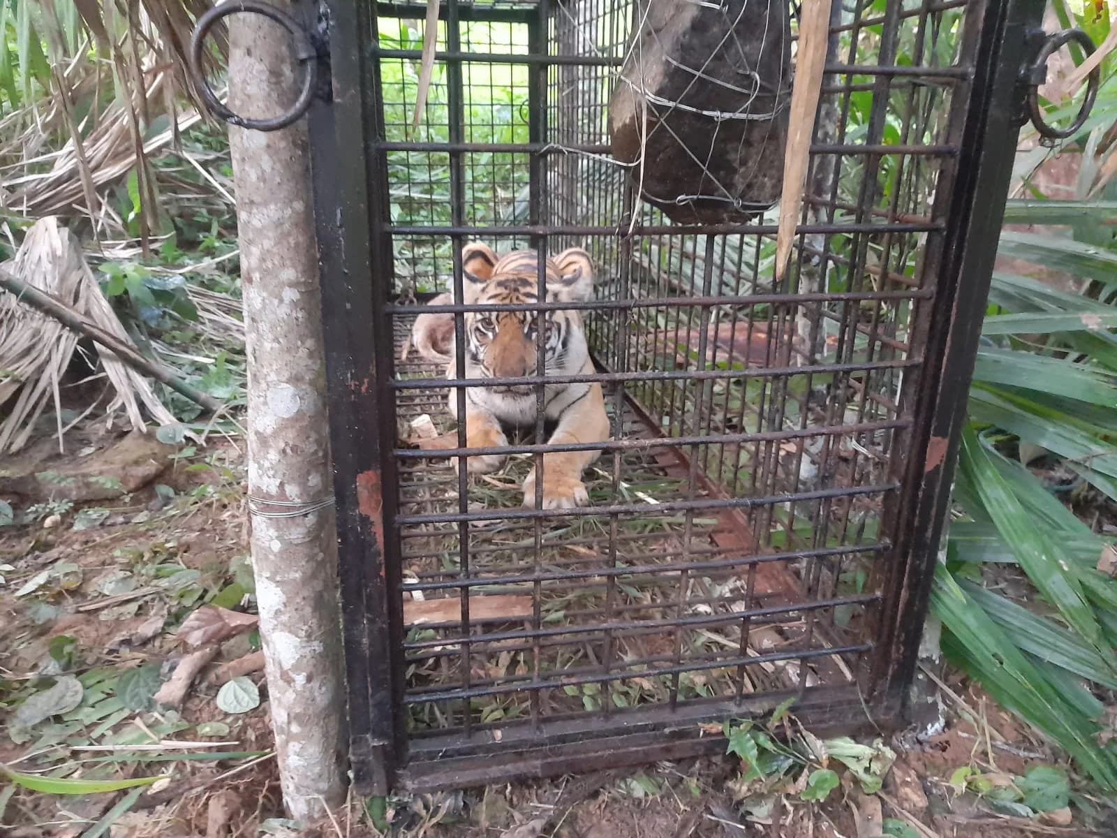Harimau yang Masuk Perangkap di Aceh Selatan dalam Kondisi Sehat
