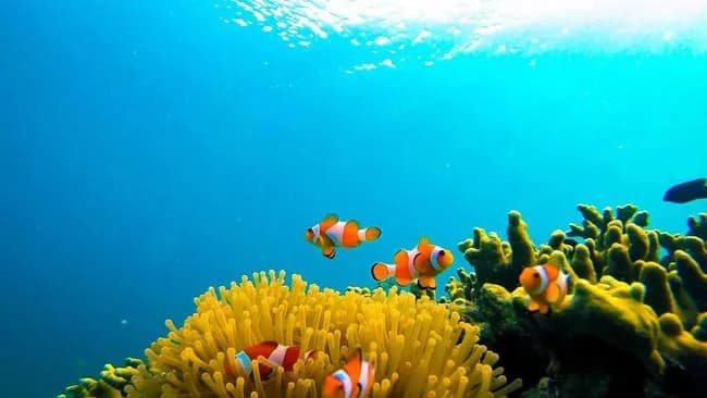 Rumah Nemo jadi Wisata Baru di Sabang
