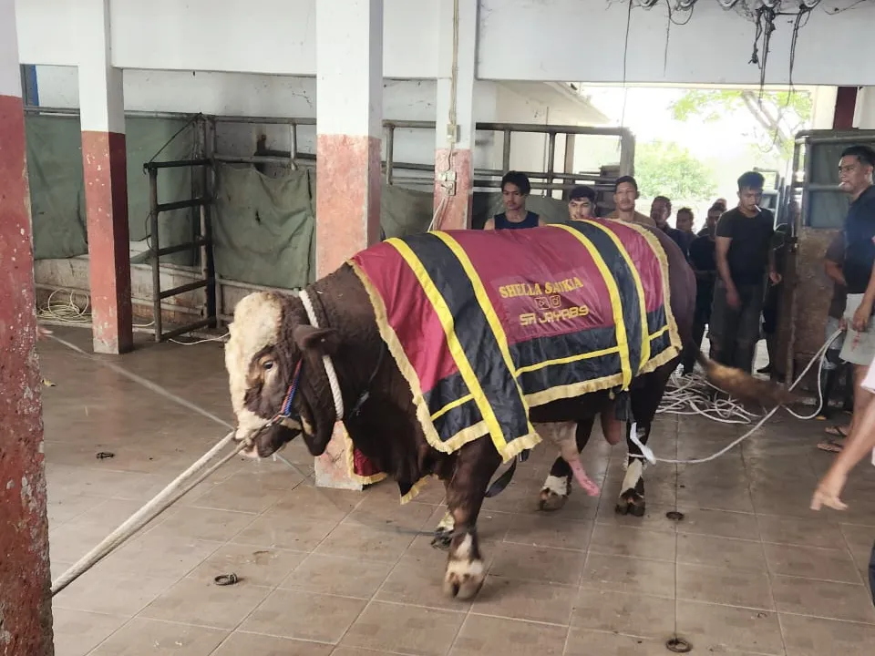 Selebgram Shella Saukia Sumbang Sapi Kurban Berbobot 1,2 Ton di Banda Aceh