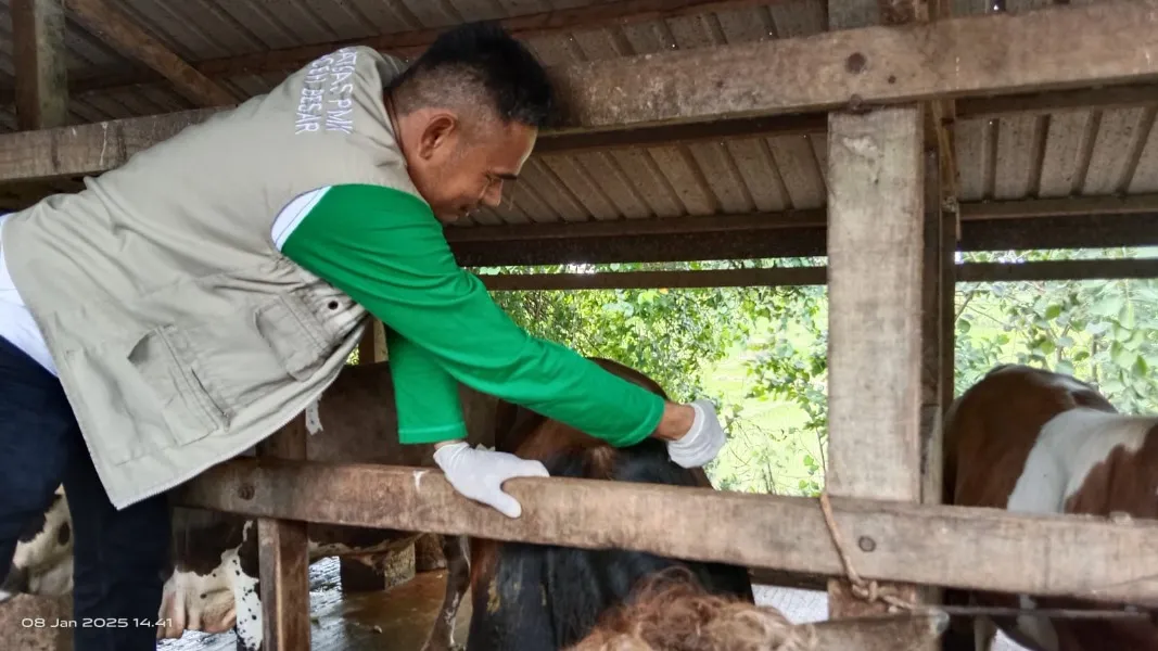 Ribuan Ternak Warga di Aceh Terinfeksi PMK, 94 Ekor Diantaranya Mati