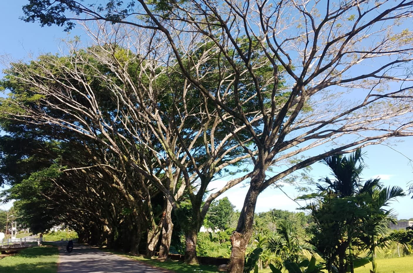 Dahan Pohon Mati Bahayakan Pengguna Jalan Dua Jalur Kantor Bupati Abdya