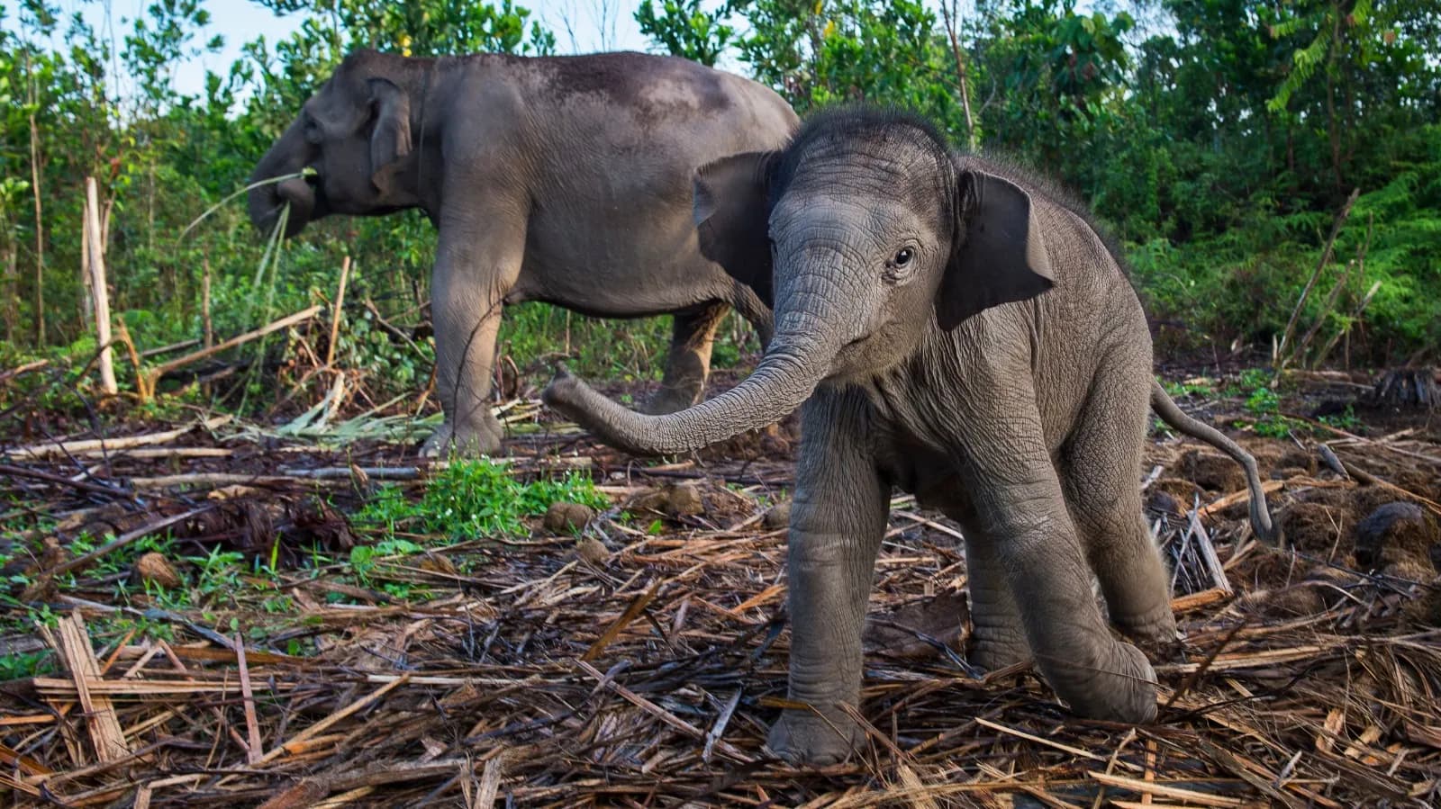 Populasi Gajah di Aceh Diperkirakan 550 Individu