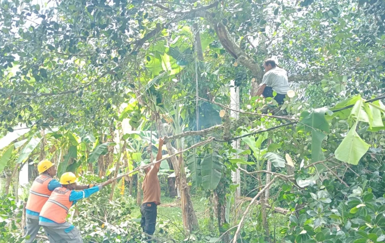 Pemerintah Gampong Tengah Kuala Batee Tebang Pohon Besar Dalam Upaya Tanggap Bencana