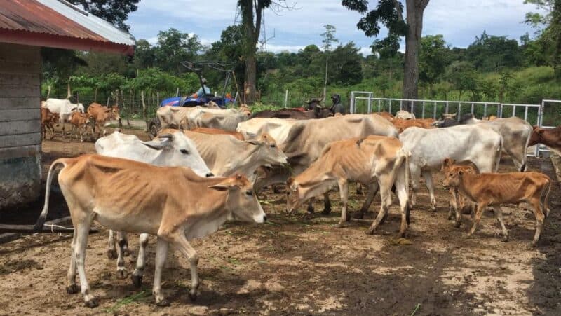 FOTO| Kondisi Ratusan Sapi Pemerintah Aceh yang Memprihatinkan