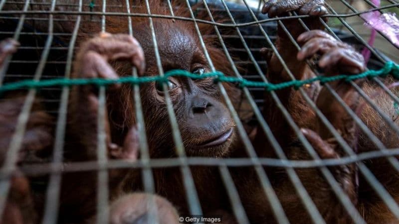 Perburuan Liar Semakin Marak, Aceh Darurat Perlindungan Satwa