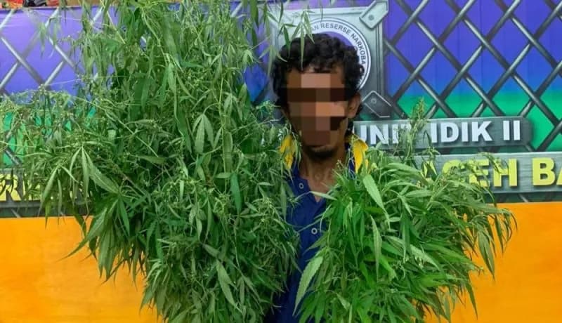 Seorang Nelayan di Abdya Nekat Tanam Ganja di Rumahnya