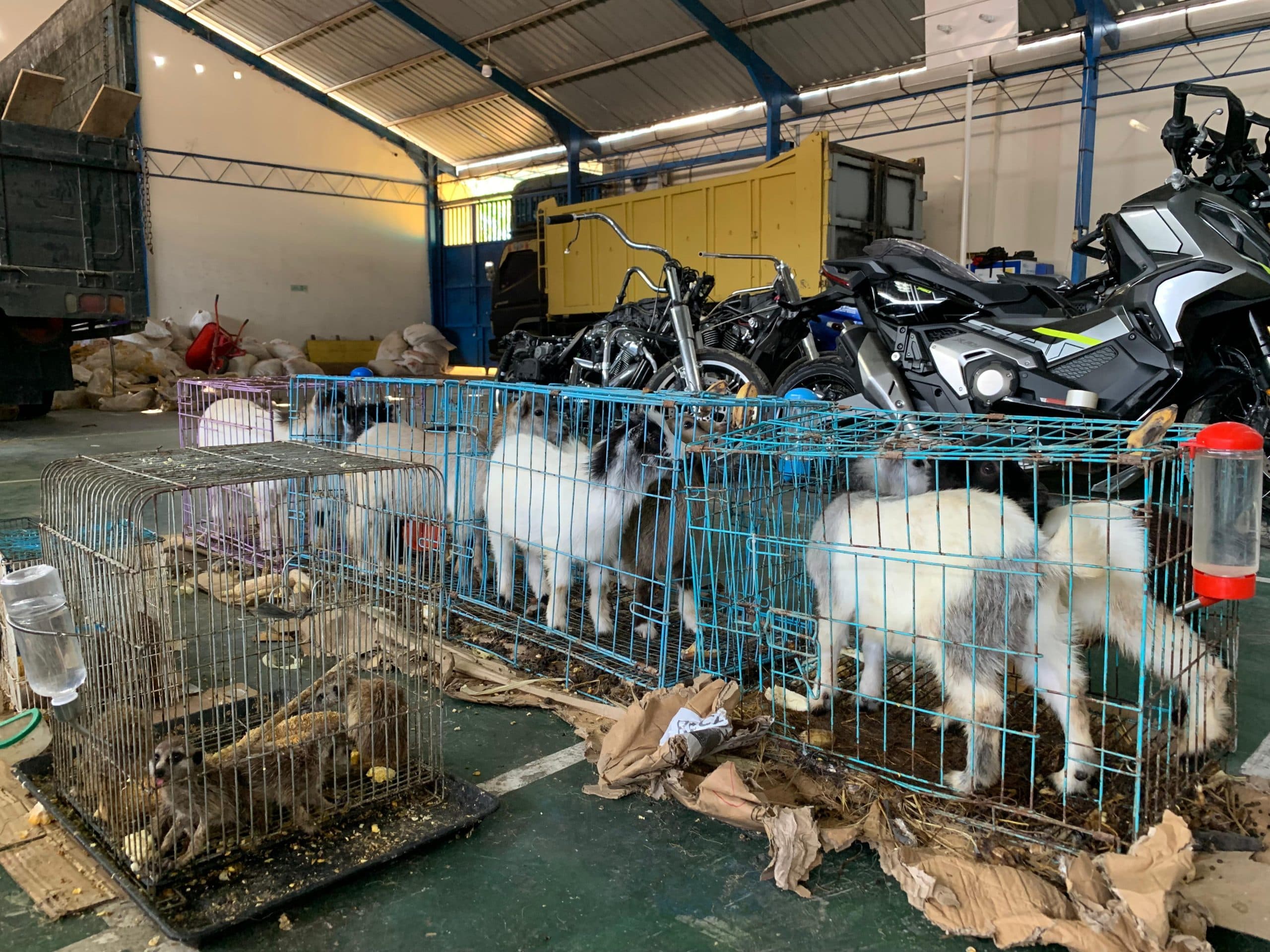 Bea Cukai Langsa Gagalkan Penyelundupan Sepeda Motor, Sparepart, dan Hewan Asal Thailand